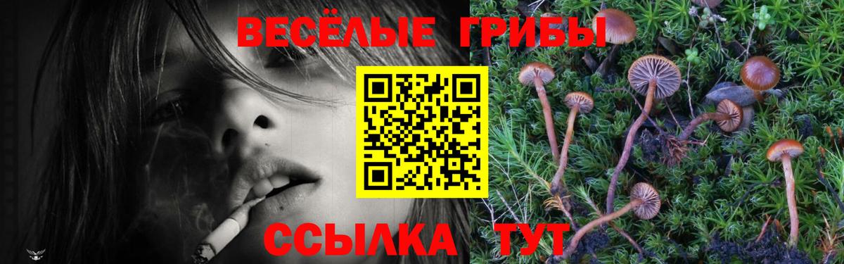 Галлюциногенные грибы Magic Shrooms  где купить   Вход с VPN  Новоалтайск  Галлюциногенные грибы мицелий 